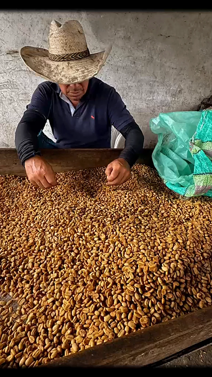 Productor con sombrero seleccionando granos de café a mano sobre una mesa de madera